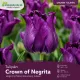 Tulipán Crown of Negrita – fialový korunkový tulipán Crown